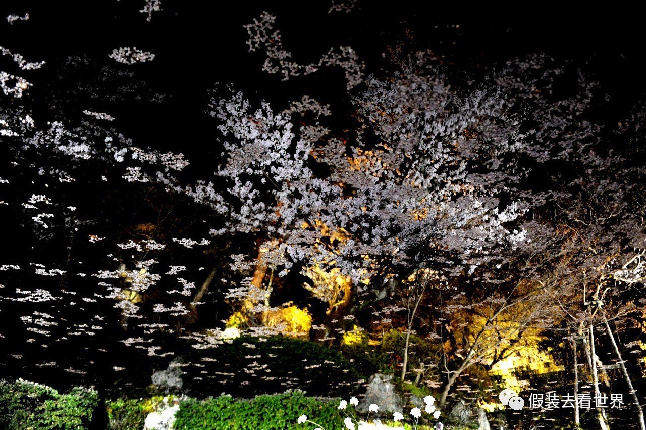 清水寺夜樱